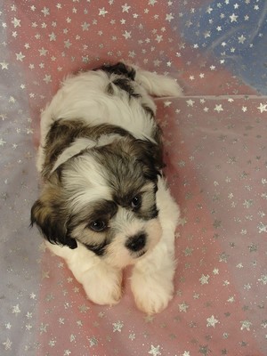 Male Shih Tzu Bichon for sale|Iowa Breeder|$575